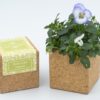 life-in-a-bag-grow-cube-amor-perfeito-violete-wild-pansy-diy-cork