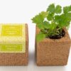Life-in-a-bag-coriander-coentros-grow-cube-diy