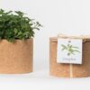 Life-in-a-bag-oreganos-DIY-organic-green-grow-cork